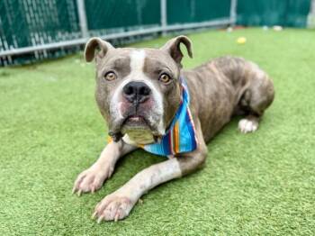 Rescue Mixed Breed Dogs for Adoption in New York, New York - Brock | PetCurious