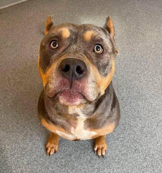 Moose -  Pit Bull Terrier Dog for Adoption in Covington, Virginia - Moose | PetCurious
