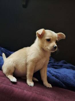 Cream -  Pomeranian and Chihuahua Dog for Adoption in Flagstaff, Arizona - Cream | PetCurious