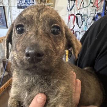 Pablo -  Dachshund and Mixed Breed Dog for Adoption in Temple, Texas - Pablo | PetCurious