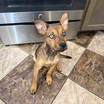 Rescue Mixed Breed and Terrier Dogs for Adoption in Winnfield, Louisiana - Kimber | PetCurious