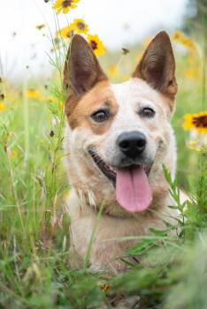 Pumpkin -  Cattle Dog Dog for Adoption in Mason, Texas - Pumpkin | PetCurious