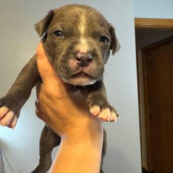Rudder -  Pit Bull Terrier Dog for Adoption in Port Richey, Florida - Rudder | PetCurious