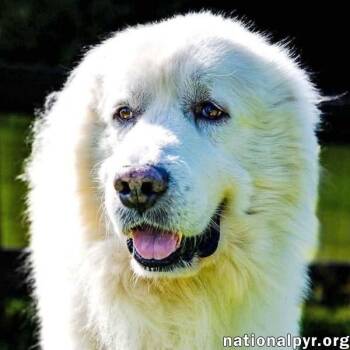 Smoke in SC - Low-Energy, Gentle Sweetheart -  Great Pyrenees Dog for Adoption in Beacon, New York - Smoke In SC - Low-Energy, Gentle Sweetheart | PetCurious