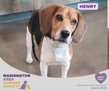Henry -  Beagle Dog for Adoption in Eighty Four, Pennsylvania - Henry | PetCurious
