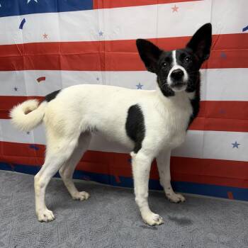 Jazzle -  Mixed Breed Dog for Adoption in Urbana, Ohio - Jazzle | PetCurious