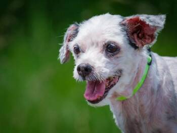 Maggie -  Bichon Frise Dog for Adoption in Pointe-fortune, Quebec - Maggie | PetCurious