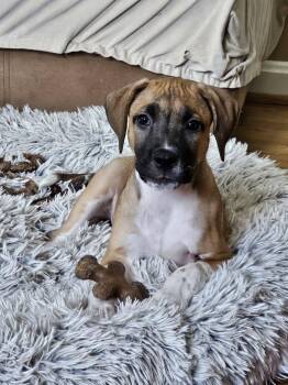 Coop -  Mixed Breed Dog for Adoption in Salisbury, Maryland - Coop | PetCurious