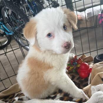 Australian Shepherd Dogs Available for Adoption in Rockville, Maryland - Cessna | PetCurious