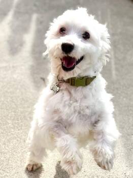 Maltese and Poodle Dogs Available for Adoption - Giovanni | PetCurious