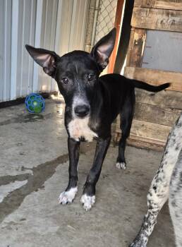 Rescue Australian Cattle Dog Blue Heeler Dogs for Adoption in Mansfield, Texas - Raven | PetCurious