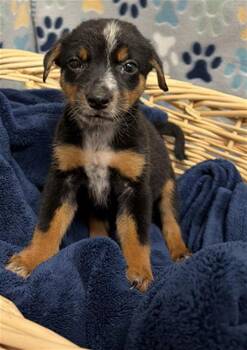 RAM -  Australian Shepherd Dog for Adoption in Rosenberg, Texas - RAM | PetCurious