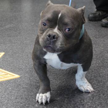 Phat Dad (11951) -  American Bully Dog Available for Adoption in Heath, Ohio - Phat Dad (11951) | PetCurious