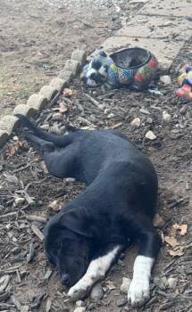 Rescue Labrador Retriever Dogs for Adoption in Okmulgee, Oklahoma - Rocky | PetCurious