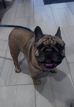 DJ - 1 -  French Bulldog and Mixed Breed Dog for Adoption in Daytona Beach, Florida - DJ - 1 | PetCurious