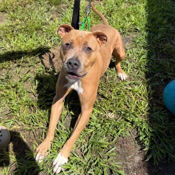 Thanos -  Terrier Dog for Adoption in Tampa, Florida - Thanos | PetCurious