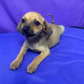 Ducky -  Chihuahua Dog for Adoption in North Myrtle Beach, South Carolina - Ducky | PetCurious