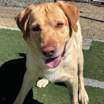 Charlie Brown -  Labrador Retriever Dog for Adoption in San Diego, California - Charlie Brown | PetCurious