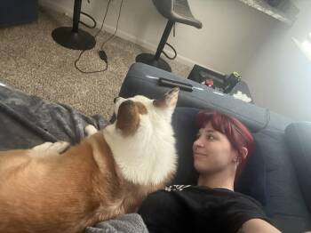Bubbaloo -  Corgi Dog for Adoption in Garland, Texas - Bubbaloo | PetCurious