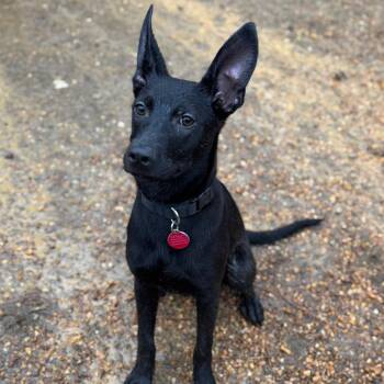 Shepherd Dogs Available for Adoption in Fredericksburg, Virginia - Moonslicer | PetCurious