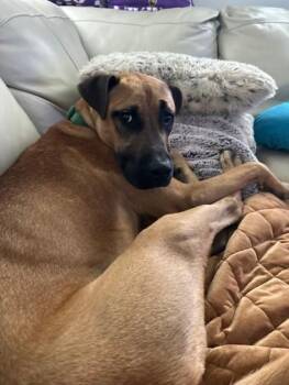 Mixed Breed Dogs Available for Adoption in Kansas City, Missouri - Dewars | PetCurious