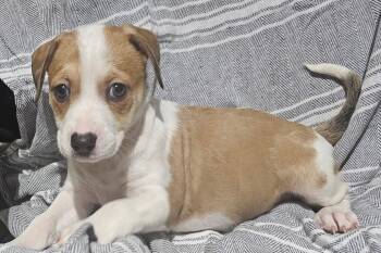 Nevada -  Labrador Retriever Dog for Adoption in West Palm Beach, Florida - Nevada | PetCurious