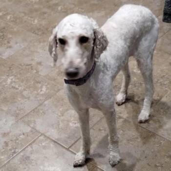 Presley C-34351 -  Golden Retriever and Poodle Dog Available for Adoption in Oklahoma City, Oklahoma - Presley C-34351 | PetCurious