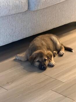 Australian Shepherd and Shepherd Dogs Available for Adoption in Phoenix, Arizona - Essence | PetCurious