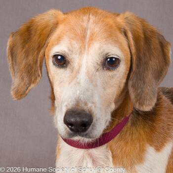 Cash -  Hound Dog for Adoption in Montour Falls, New York - Cash | PetCurious