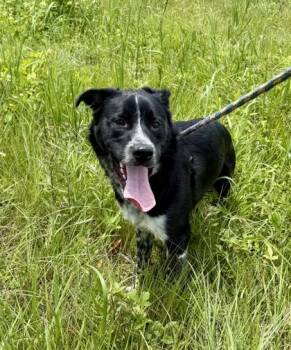 Dior -  Pit Bull Terrier and Mixed Breed Dog for Adoption in Atlanta, Georgia - Dior | PetCurious