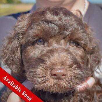Cocoa Bean -  Poodle Dog for Adoption in Huntley, Illinois - Cocoa Bean | PetCurious