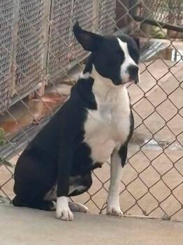 Janice -  Boxer Dog for Adoption in Munfordville, Kentucky - Janice | PetCurious