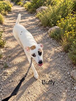 Buffy -  Labrador Retriever Dog for Adoption in Mcallen, Texas - Buffy | PetCurious