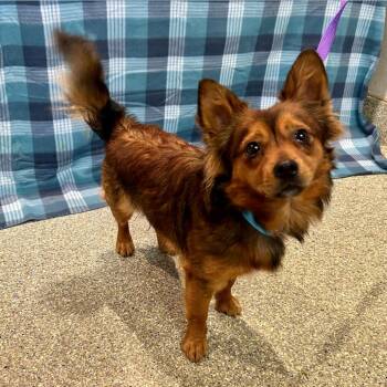 Tyson -  Chihuahua Dog for Adoption in San Gabriel, California - Tyson | PetCurious