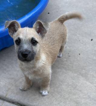 Border Terrier Dogs Available for Adoption in Concord, California - Franklyn | PetCurious