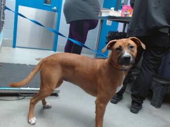 MOCHA -  Boxer and Mixed Breed Dog for Adoption in Albuquerque, New Mexico - MOCHA | PetCurious