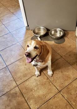 Rescue Beagle Dogs for Adoption in Stoughton, Massachusetts - Marley | PetCurious