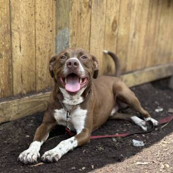Rescue Mixed Breed Dogs for Adoption in Savannah, Georgia - Cinni Wings | PetCurious