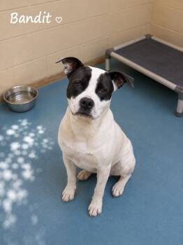 Bandit -  American Bully Dog for Adoption in Sylacauga, Alabama - Bandit | PetCurious