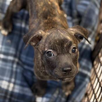 Ruffles -  Boxer Dog for Adoption in Allentown, Pennsylvania - Ruffles | PetCurious