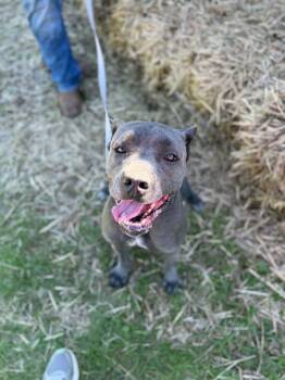 Millie -  Cane Corso Dog for Adoption in Dysart, Iowa - Millie | PetCurious