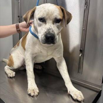 American Staffordshire Terrier Dogs Available for Adoption in Converse, Texas - Thor | PetCurious