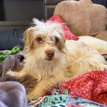 Pinky -  Terrier Dog for Adoption in Oklahoma City, Oklahoma - Pinky | PetCurious