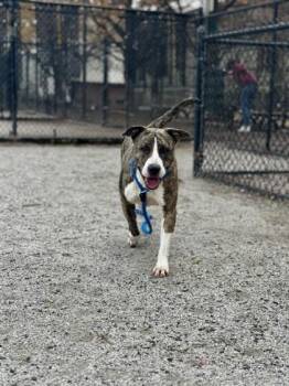 Rescue Pit Bull Terrier Dogs for Adoption in Philadelphia, Pennsylvania - Baby Girl | PetCurious