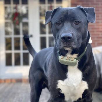 German Shepherd Dog Dogs Available for Adoption in Opelika, Alabama - Apollo | PetCurious