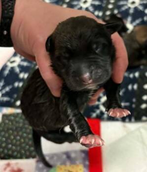 Augusta -  Blue Lacy and Mixed Breed Dog for Adoption in Lampasas, Texas - Augusta | PetCurious