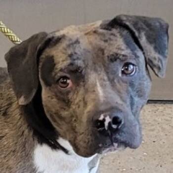 Rescue Mixed Breed Dogs for Adoption in Las Cruces, New Mexico - 100565 | PetCurious