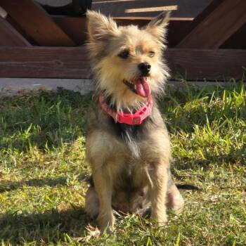 Toppins -  Terrier and Mixed Breed Dog for Adoption in Corpus Christi, Texas - Toppins | PetCurious
