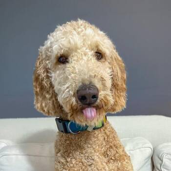 Pumpkin -  Golden Retriever and Poodle Dog for Adoption in Chapel Hill, North Carolina - Pumpkin | PetCurious