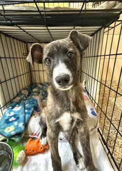 Seesaw 64741 -  Mixed Breed Dog for Adoption in Aiken, South Carolina - Seesaw 64741 | PetCurious